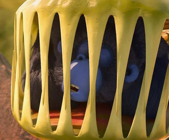 Les as de la jungle à la rescousse - 13/03/2026