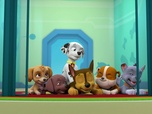 Paw Patrol, la Pat'Patrouille